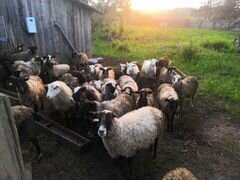 Продам стадо овец 100 голов поштучно не продаем