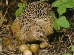 Инкубационное яйцо охотничьих фазанов