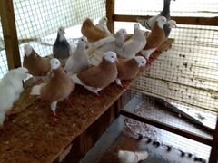 Пермские белоголовые голуби