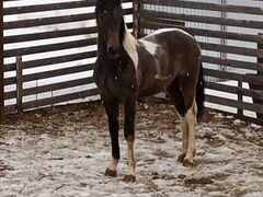 Лошадь-Стригунок годовалый