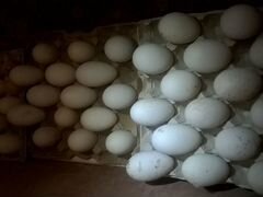Яйца на инкубацию гусей (породы- Линда)