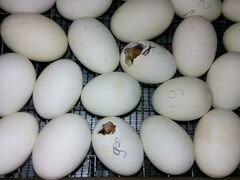 Инкубационное яйцо утки Голубой фаворит