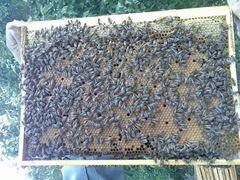 Пчелосемьи или пакеты