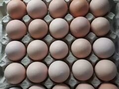 Продаются инкубационные яйца породистых кур