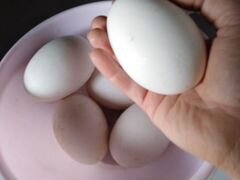 Яйца гусей породы Линда