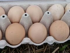 Яйцо инкубационное куриное (плимутрок, австралорп)