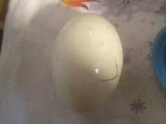 Утиное яйцо,утята суточные
