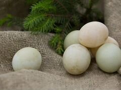 Утиные яйца шипунов