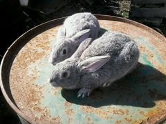 Кролики Советская Шиншила