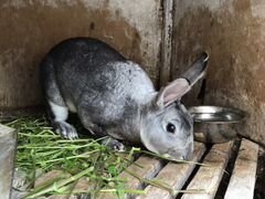 Продам или обменяю серого кролика (шиншила)