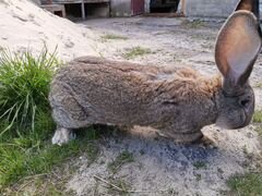 Кролик фландер самец, крольчата фландеры