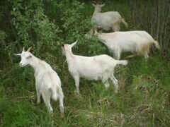 3 козы + 5 козлят