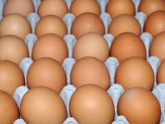 Продаю яйцо инкубационное утинное,а так же цыплята