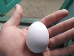 Инкубационное яйцо (легорн)
