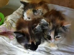 Три сестрички-кошечки ищут дом
