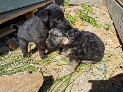 Брошенные щенки и их мама ищут дом