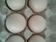 Инкубационные яйца. Гергебельская(Гилянская)
