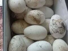 Яйца инкубационные гусиные
