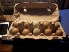Инкубационное яйцо румынского фазана