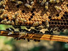 Продается пчелиная сушь и инвентарь для пасеки