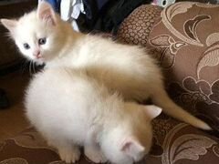 Котята белые,турецкая ангора.Турецкая Ван
