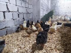 Цыплята и инкубационные яйца от разных пород кур