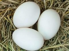 Яйца для инкубации