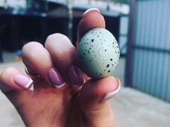 Яйца селадон