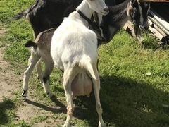 Дойные козы и козочка