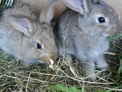 Кролики