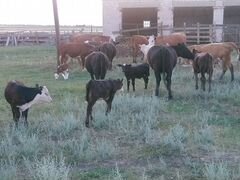11 коров с телятами. Каз белоголовые и Абердинны