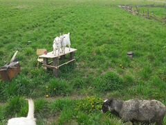 Овцы романовская порода