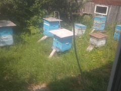 Продам семьи пчел "рой"