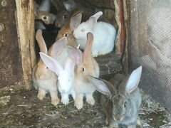 Продаются Кролики (крольчата)