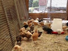 Цыплята от 1 до 40дней от крупных домашних несушек