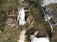 Кролики мясные
