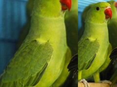 Ожереловые попугаи