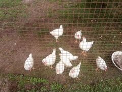 Цыплята яичной породы Ломан классик