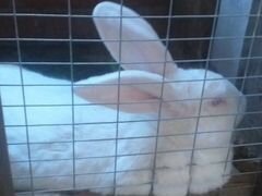 Продам кроликов,крольчат
