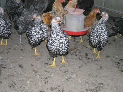 Инкубационное яйцо и цыплята кур элитных пород