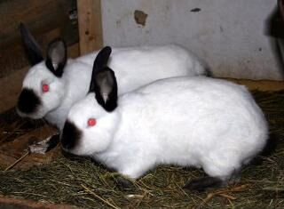 Кролики 2 пород. Калифорнийские и Серебро