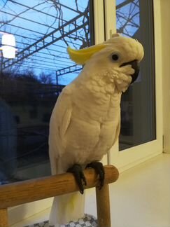 Продам крупного ручного говорящего попугая