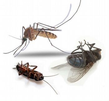 Уничтожение насекомых муравьев, блох, тараканов