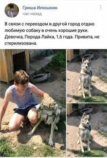 Собака Лайка