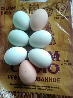 Инкубационное яйцо кур и цыплята