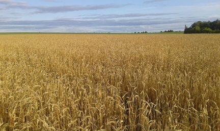 Зерно (пшеница, овес, ячмень) урожая 2019г