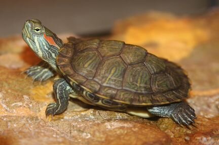 Черепаха красно-ухая