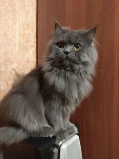 Персидский кот Вязка