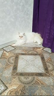 Продам персидского котика
