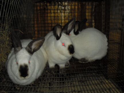 Калифорнийские и помесные крольчата